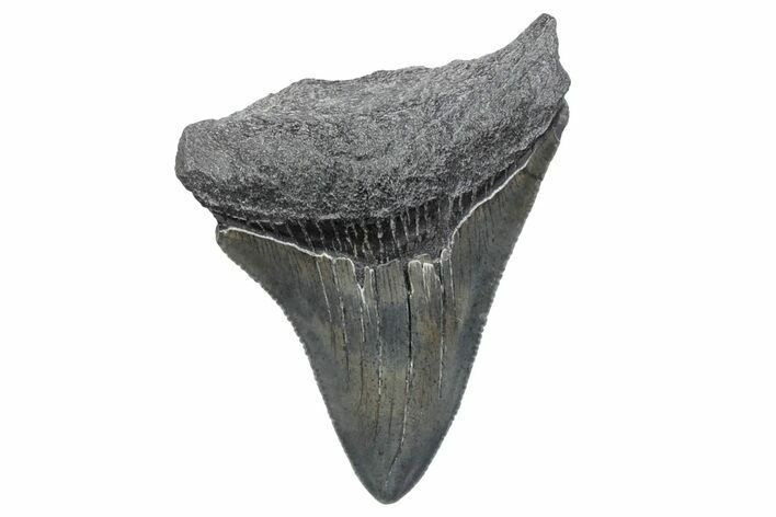Serrated, Juvenile Megalodon Tooth - South Carolina #370184